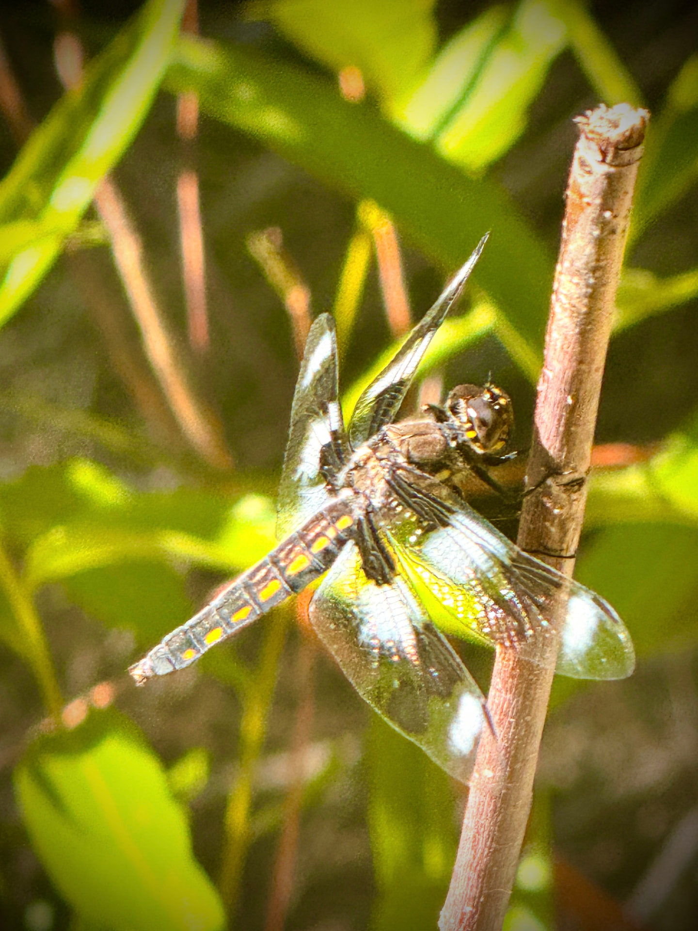 A dragonfly resting on a slender stem.