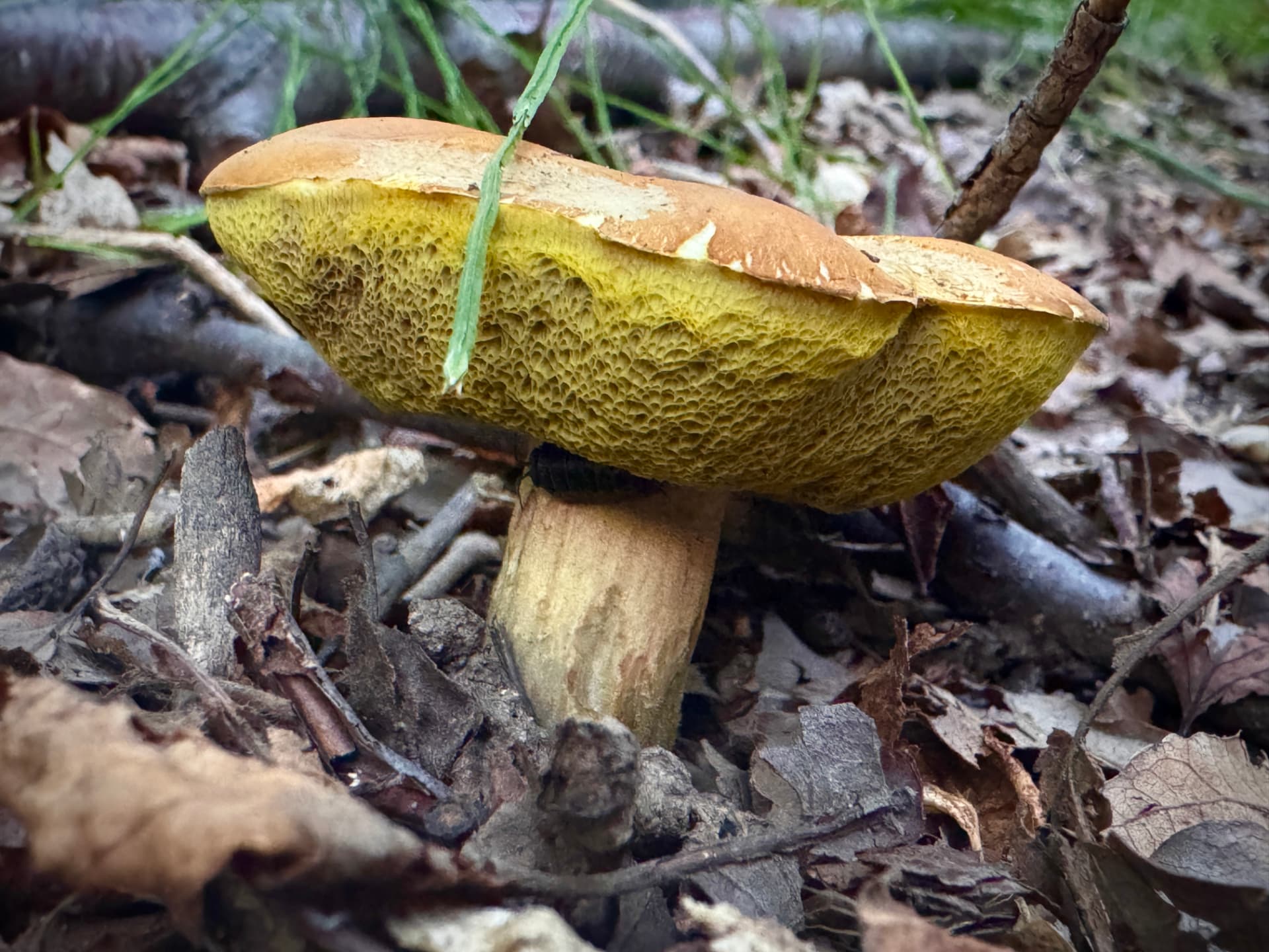 A bolete mushroom on the forest floor.